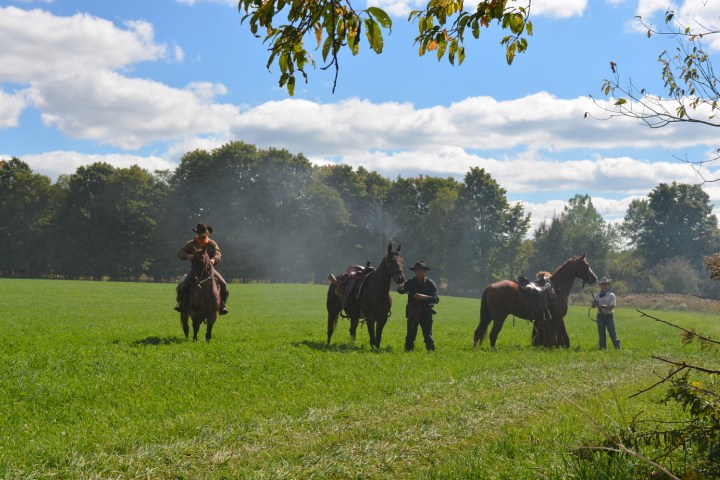 a herd of cattle standing on top of a grass covered field