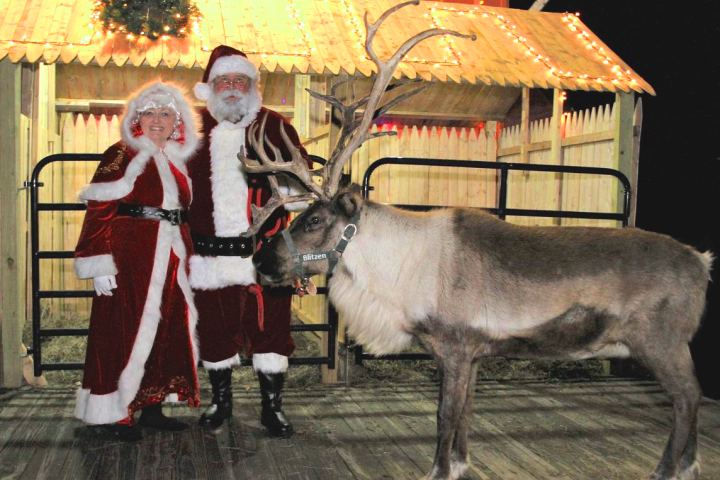 a person standing next to a cow